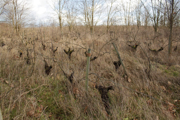 70 ha de vignes en friche récupérées dans le Nantais