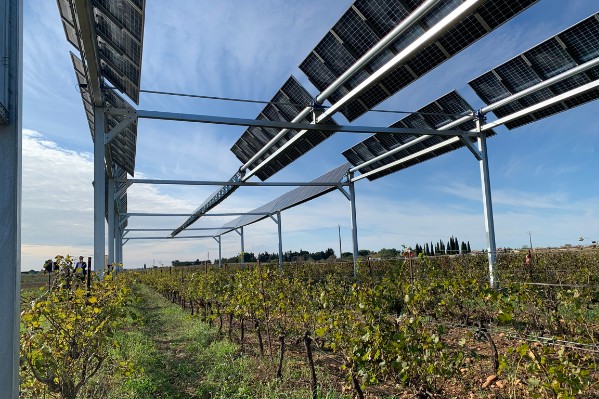 Premiers panneaux photovoltaïques sur vignes dans le Gard