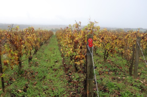 Des sélections massales exigeantes pour des ceps plus forts