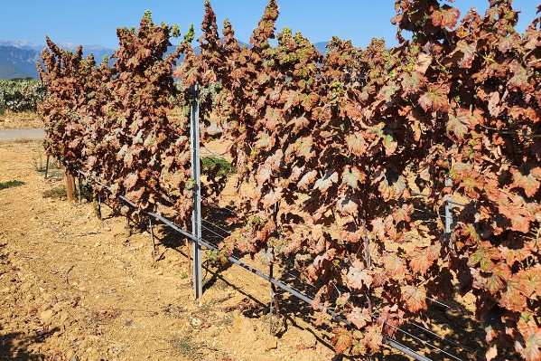 Pas de millésime de garde en Corse pour cause de cicadelle africaine