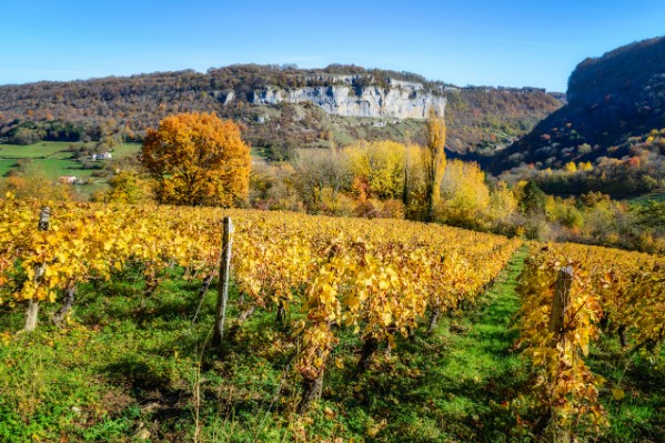 Peu de raisins mais de bons vins dans le Jura