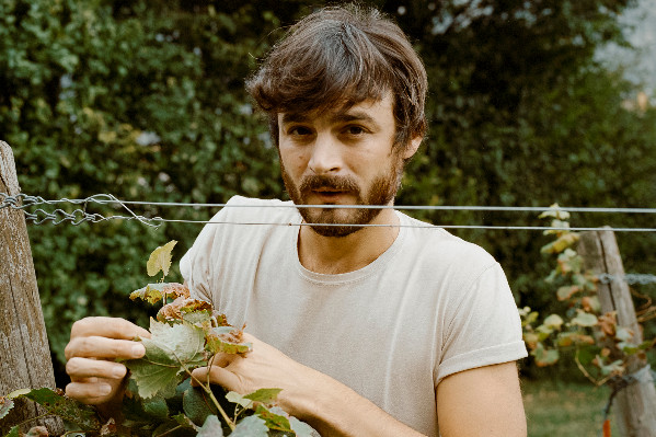 La vigne régénérée par la reproduction sexuée