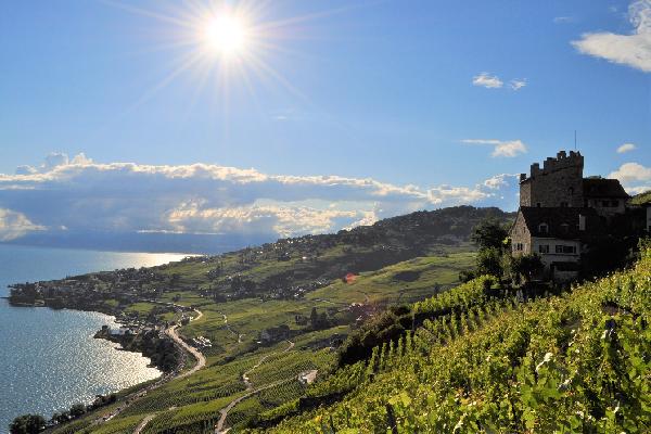 Le Lavaux en Suisse, le royaume du chasselas 'cépage d'avenir'