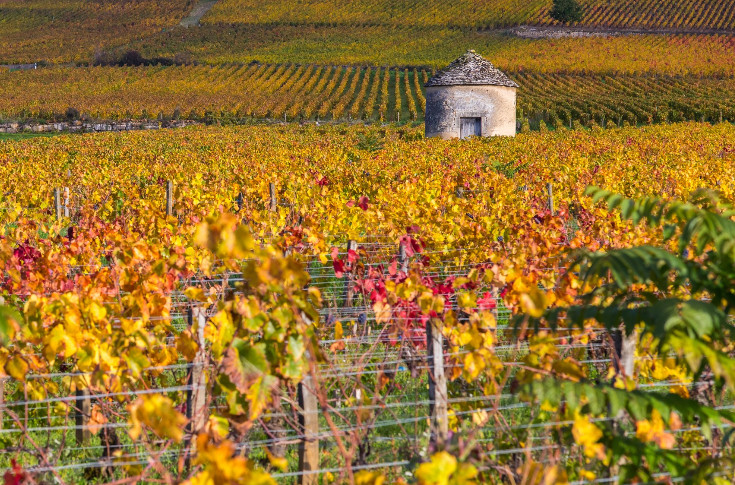 Domaine Bouchard Père & Fils déshabillé de ses plus grands crus pour créer le domaine des Cabottes