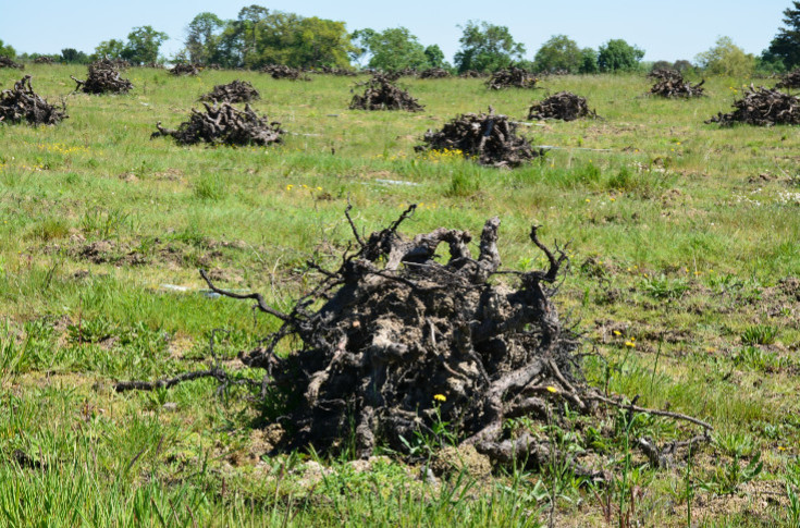 Cognac chiffre ses excédents à 3 500 ha de vignes à arracher définitivement et 7 à 10 000 ha temporairement