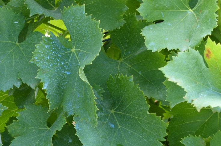 De 47 à 17 solutions cupriques disponibles en vigne : 