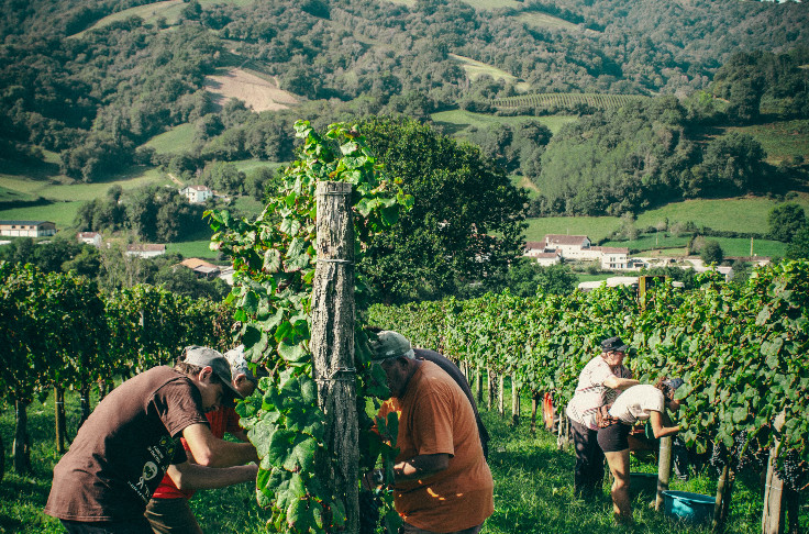 Un groupement de viticulteurs pour attirer les vendangeurs