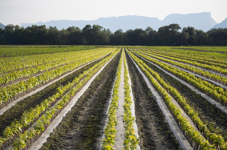 L’aide à l’arrachage emporte 10 % des vignes mères de porte-greffes en France