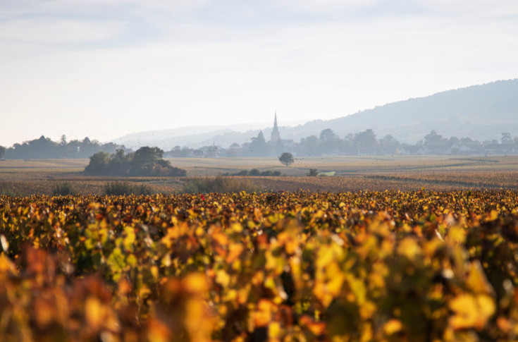 30 millions €/ha les plus grands crus de Bourgogne ? Le foncier flambe avec les investisseurs préemptant ses joyaux viticoles