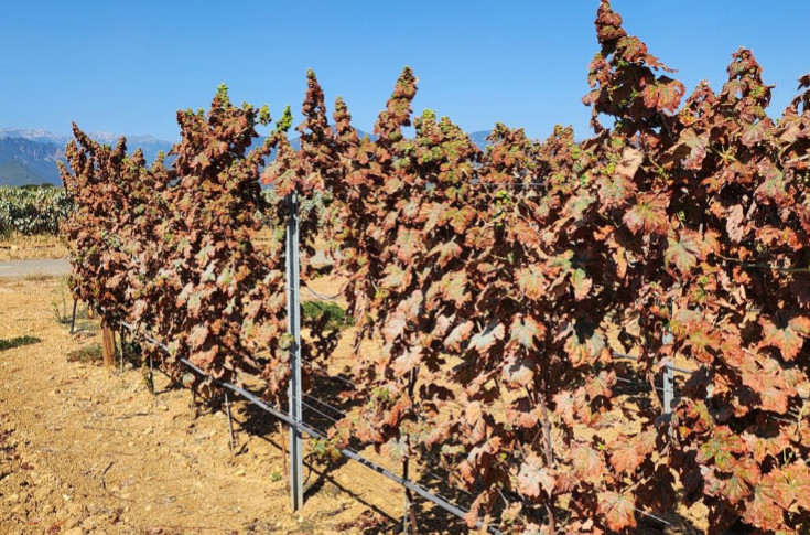 The cotton leafhopper burns more vineyards in France The cotton leafhopper burns more vineyards in France