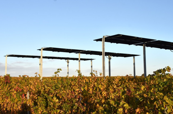 ⚡Du jus dans des vignes angevines