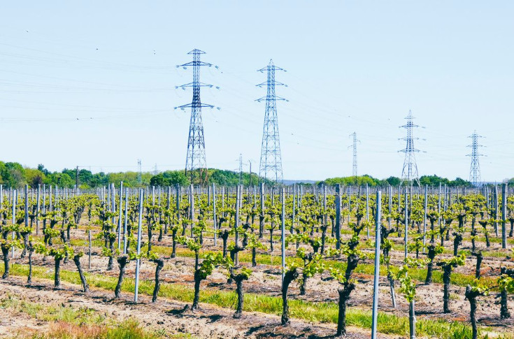 Un vigneron électrisé par une ligne à haute tension dans sa parcelle
