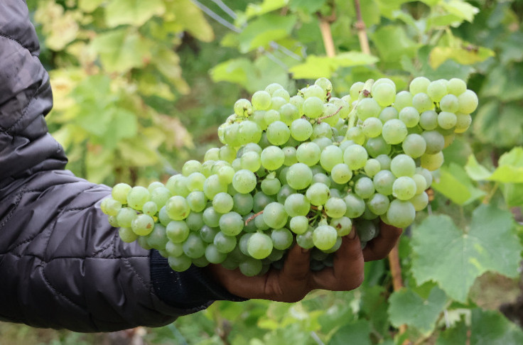Champagne harvests its first Voltis grapes