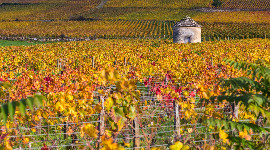 Domaine Bouchard Pre & Fils dshabill de ses plus grands crus pour crer le domaine des Cabottes