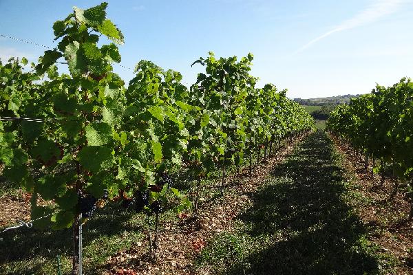 50 °C localement, moins de pluies en été et davantage en hiver... quel climat pour la vigne dans 35 ans