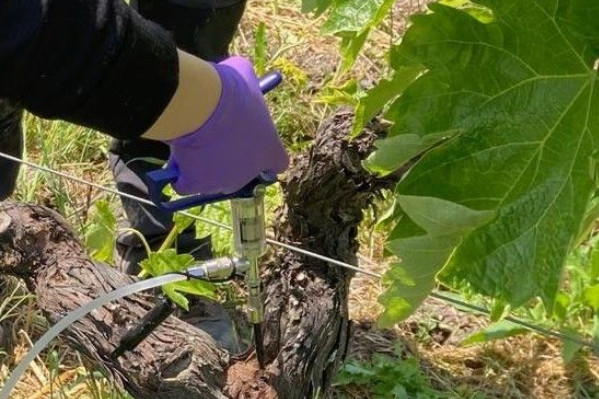 '30 à 40 % de réduction des symptômes l'année suivante' L’injection de bactéries dans les ceps de vigne prometteuse contre l’esca