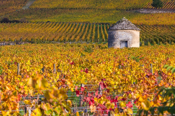 Domaine Bouchard Père & Fils déshabillé de ses plus grands crus pour créer le domaine des Cabottes