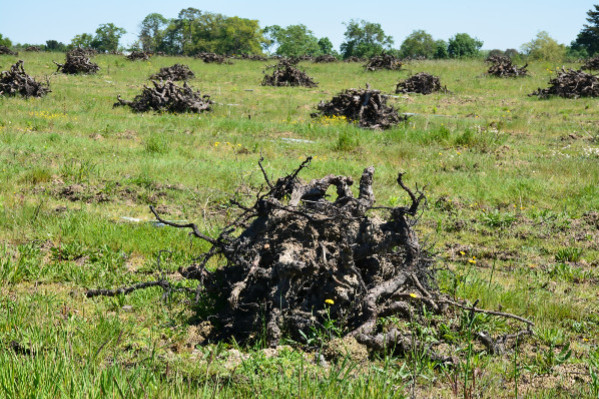 Cognac chiffre ses excédents à 3 500 ha de vignes à arracher définitivement et 7 à 10 000 ha temporairement