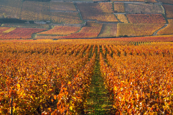 Pas de crise des vins de Bourgogne grâce aux prix en baisse