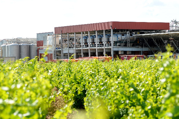 Une cave coopérative et combative face aux défis de la restructuration