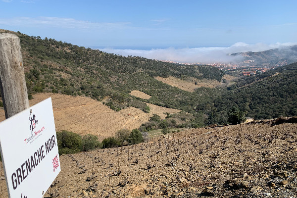 Le vignoble de Collioure-Banyuls avance encore dans sa hiérarchisation de relance