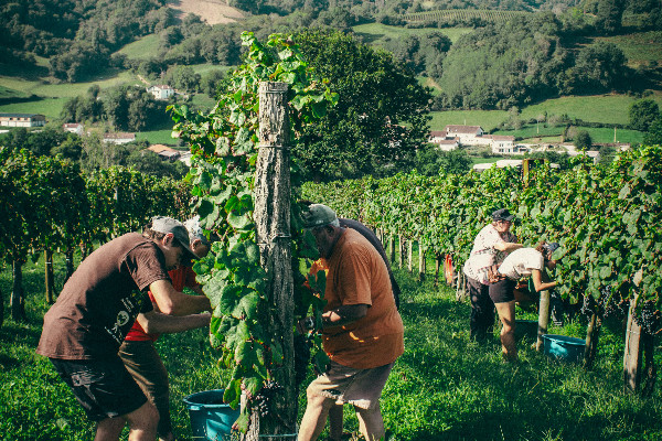 Un groupement de viticulteurs pour attirer les vendangeurs