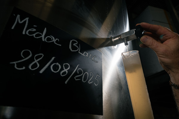 Les vins du Médoc en blanc et vert, avant d’être chardonnay à nouveau