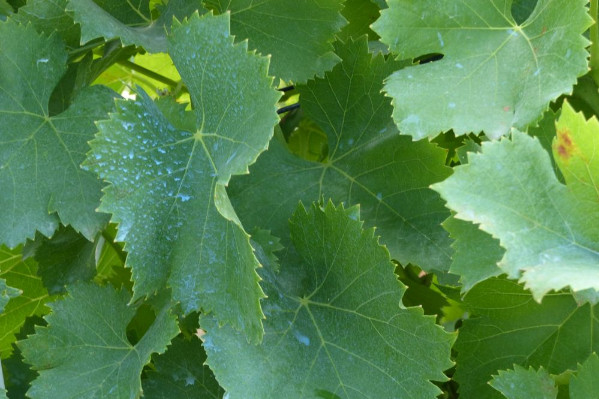 Les conditions d’utilisation des cuivres restant autorisés en vigne : Bouillie Bordelaise RSR, Champ Flo Ampli, Cuproxat, Héliocuivre, Nordox...
