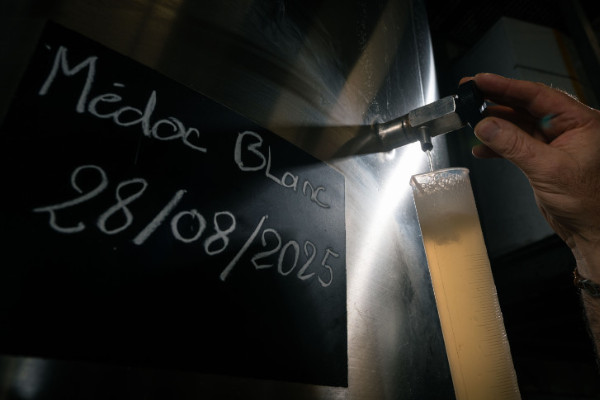 Médoc wines due to go white and green, before embracing Chardonnay again