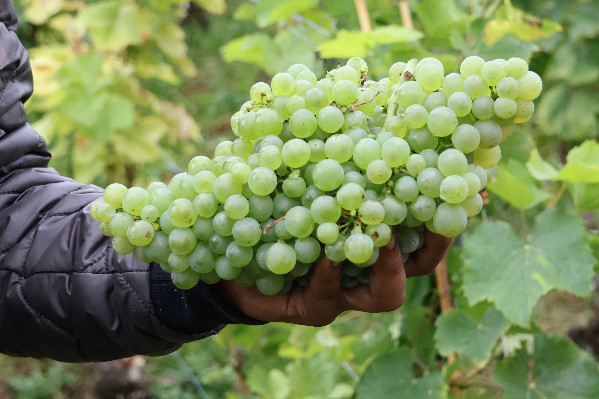 Premières vendanges de voltis en Champagne