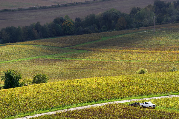 La défiscalisation des transmissions viticoles étendue aux vieux baux dans le budget 2026