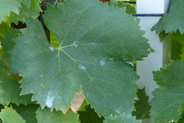 'Si je dois déroger aux nouvelles règles pour sauver la récolte, je le ferai ' Les sévères restrictions sur le cuivre suscitent la colère des vignerons bios