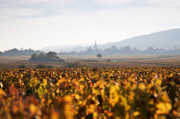 €30 million/ha for Burgundy Grands Crus? Real estate prices soar with investors cornering the region’s vinous jewels