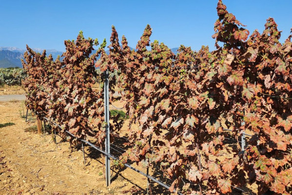 The cotton leafhopper burns more vineyards in France