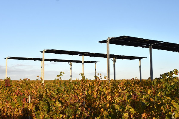 ⚡Du jus dans des vignes angevines