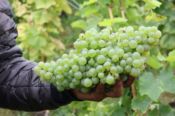 Champagne harvests its first Voltis grapes