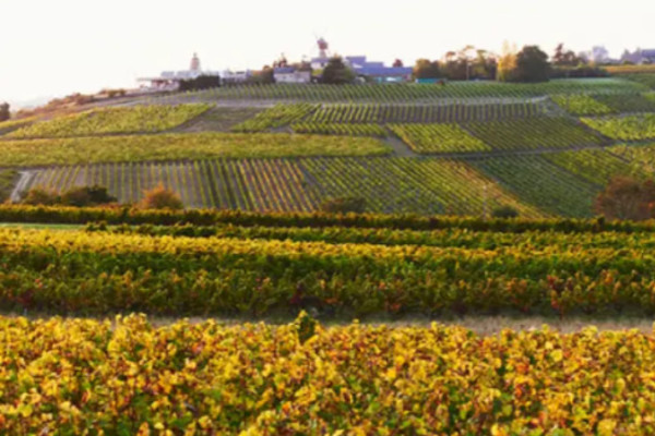 French wine appellation to simplify its name