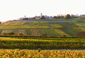 Cette appellation viticole simplifie son nom