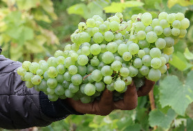 Premières vendanges de voltis en Champagne