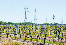 Un vigneron électrisé par une ligne à haute tension dans sa parcelle