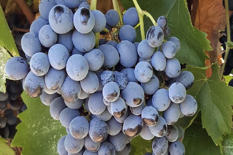  Le cépage constitue un important levier d'adaptation au réchauffement climatique