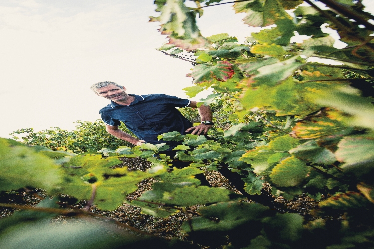  Dans le Languedoc, les producteurs de vins bios à la recherche de débouchés