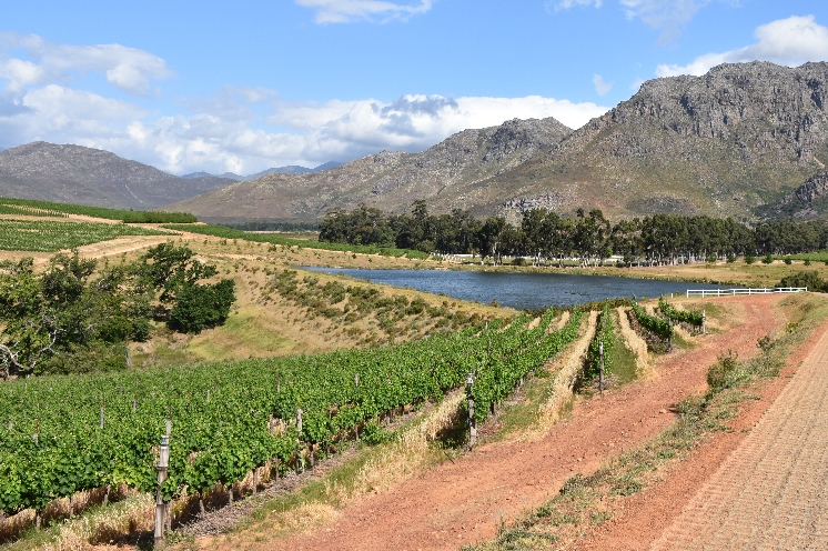  L'Afrique du Sud, le premier producteur de chenin