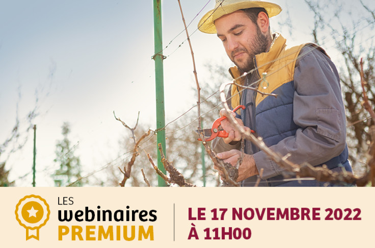 Un webinaire pour l’adaptation de la taille des vignes aux changements climatiques