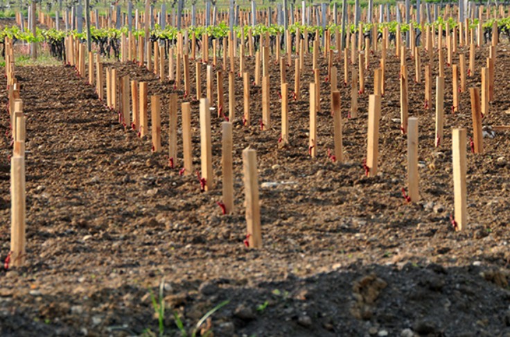 Convertissez vos derniers droits de plantation de vigne avant de les perdre