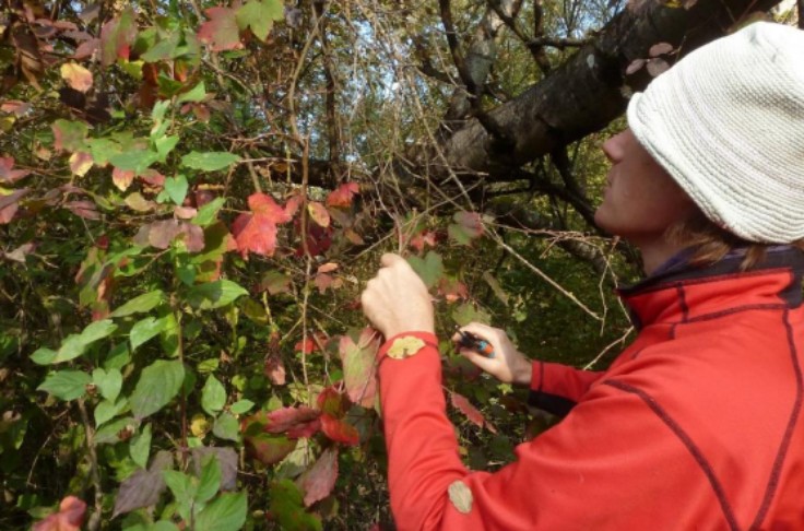Des vignes sauvages replantées près de Paris