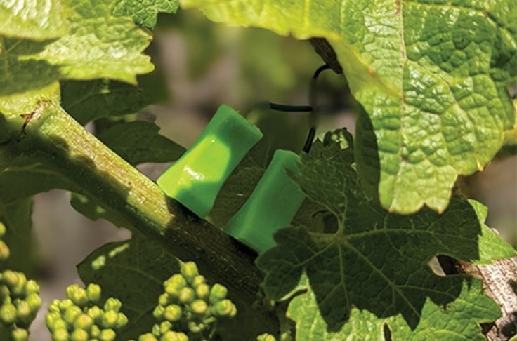 Un suivi instantanté du stress hydrique, de la pression mildiou et des maturités du vignoble