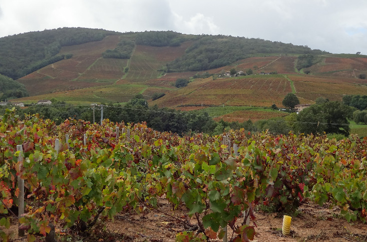 Un outil solidaire et collectif pour installer des vignerons