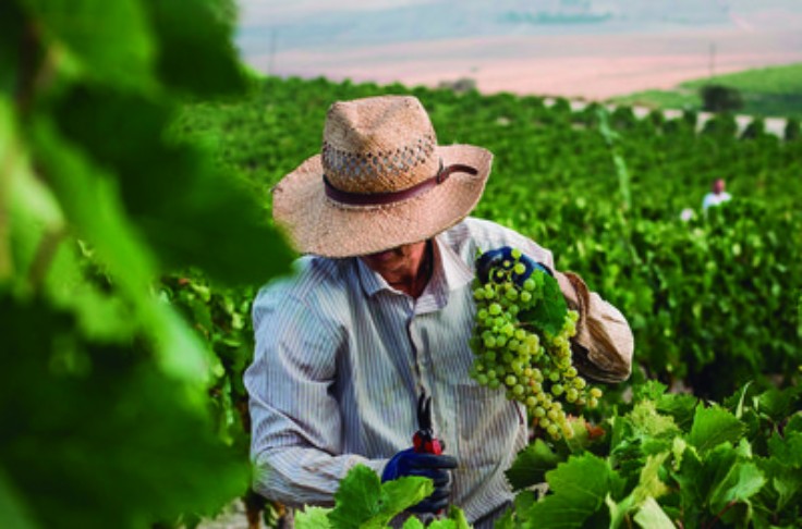 Il est possible de mettre un vin AOP au goût du jour, la preuve à Xérès 