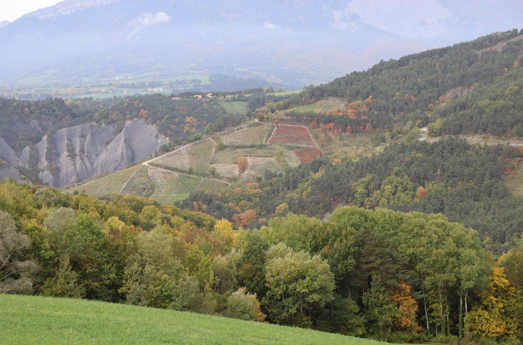 Les vins d'Isère partent à la reconquête des surfaces et des cœurs